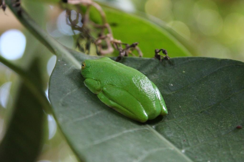 Devocean Eco Adventure Lodge Ponta do Ouro Buitenkant foto